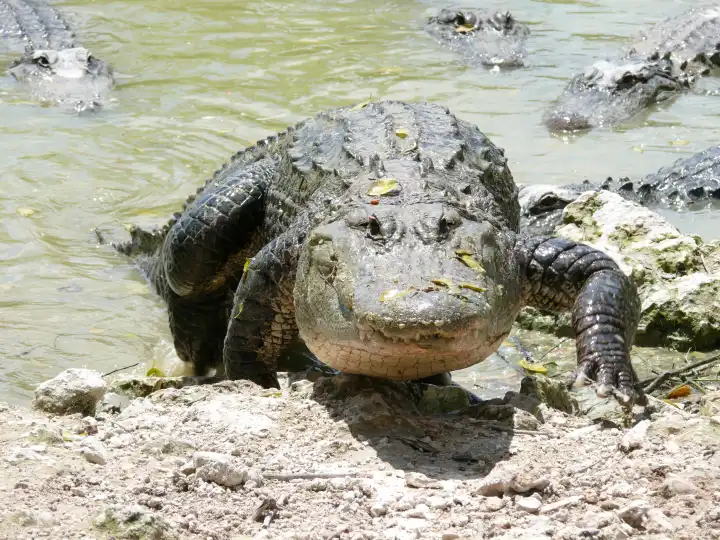 Alligator beim Landgang