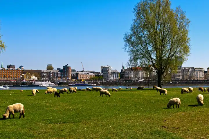 Sheep flock to the city of Duesseldorf