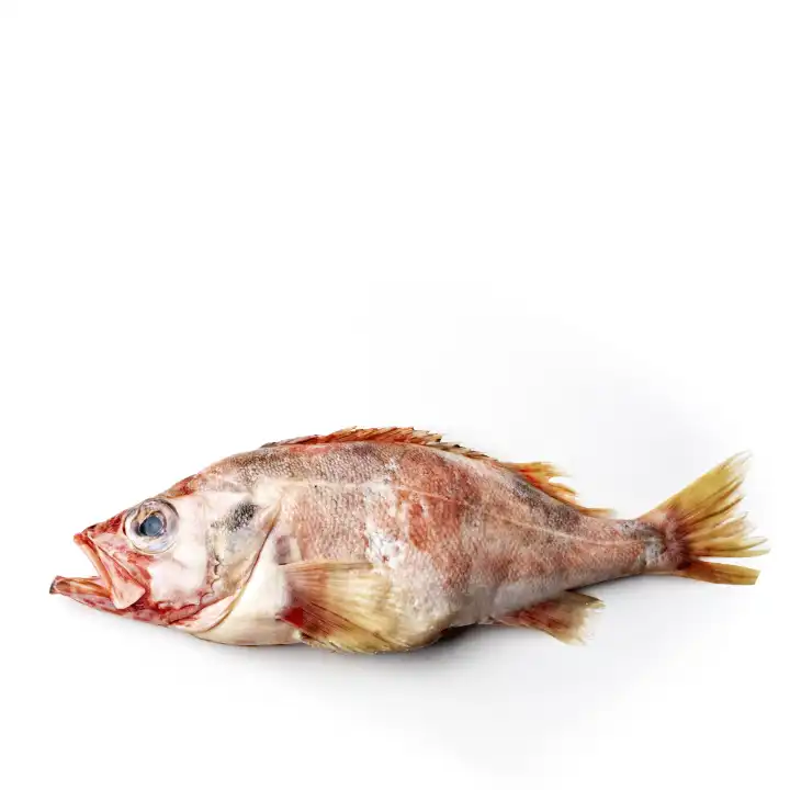 Fisch Rotbarsch.