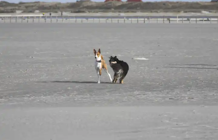 German beach dogs