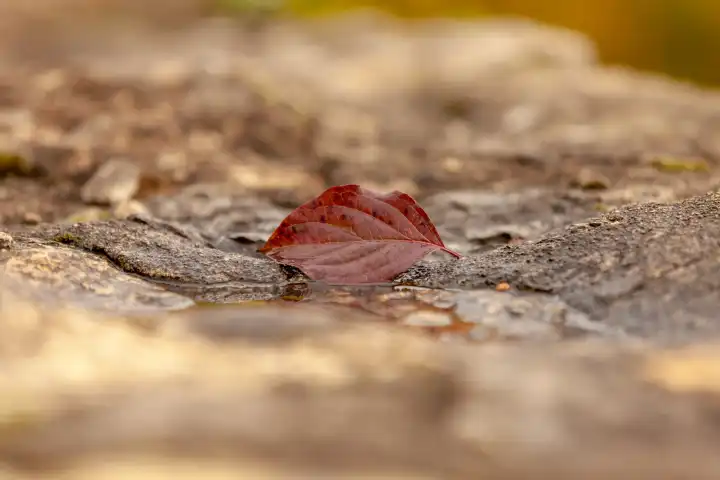 lonely leaf