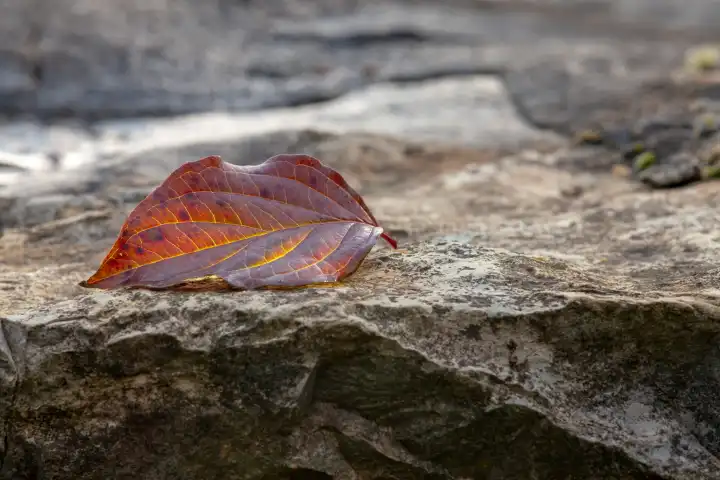 leaf on the rocks