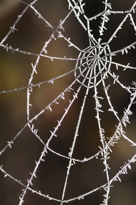 Spinnennetz mit Rauhreif, Spider`s web with frost