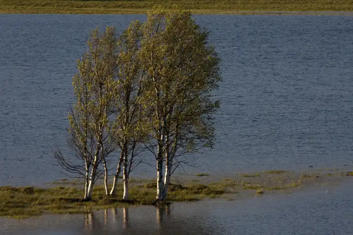 Ueberschwemmung nach Schneeschmelze unter Wasser stehendes Weidegebiet Ammarnaes Schweden