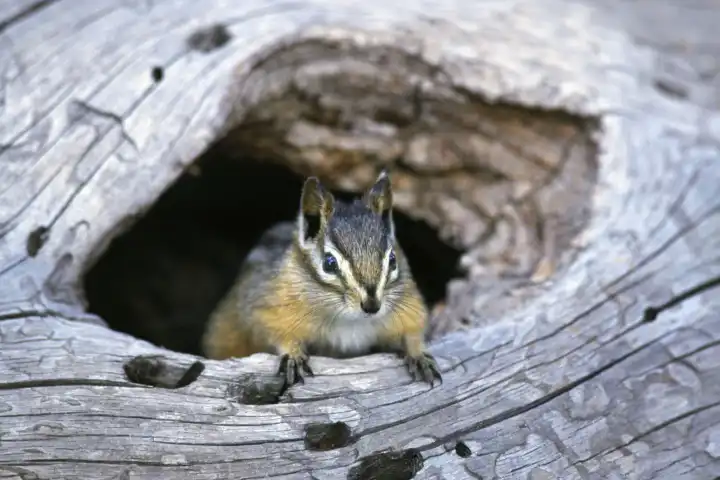 Least Chipmunk looking out of tree hole