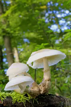 Porcelain fungus, Oudemansiella mucida on a mossed beech trunk