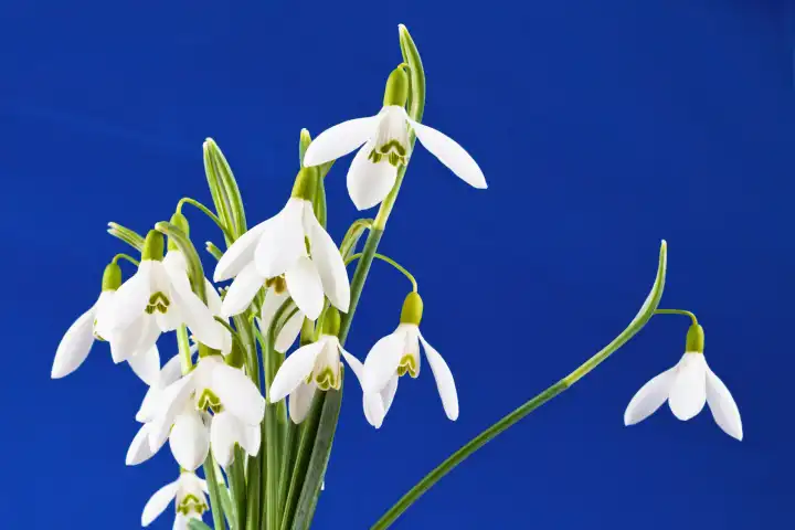 The snowdrop is one of the first signs of nature in spring 