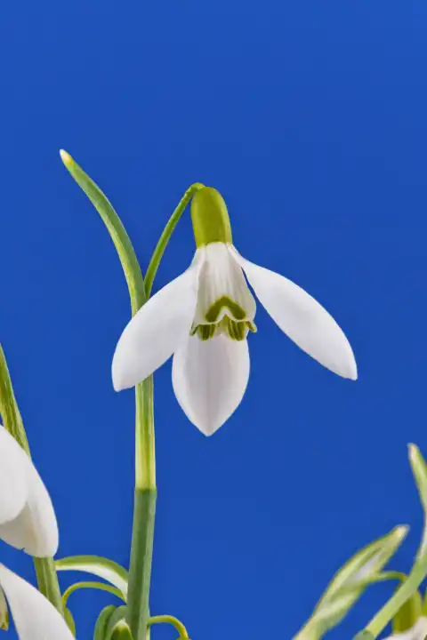 The snowdrop is one of the first signs of nature in spring 