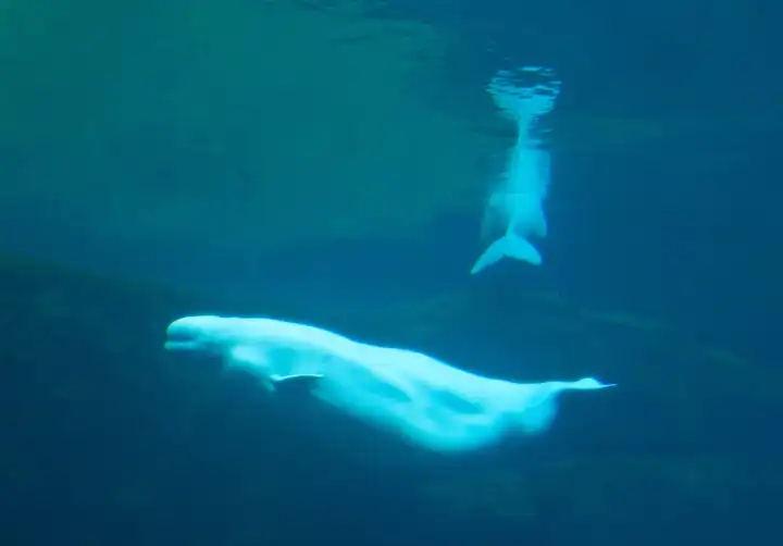 beluga - Delphinapterus leucas