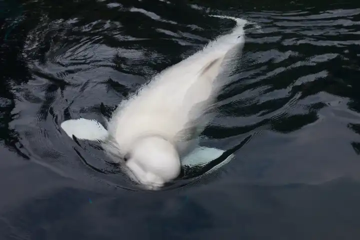 beluga - Delphinapterus leucas