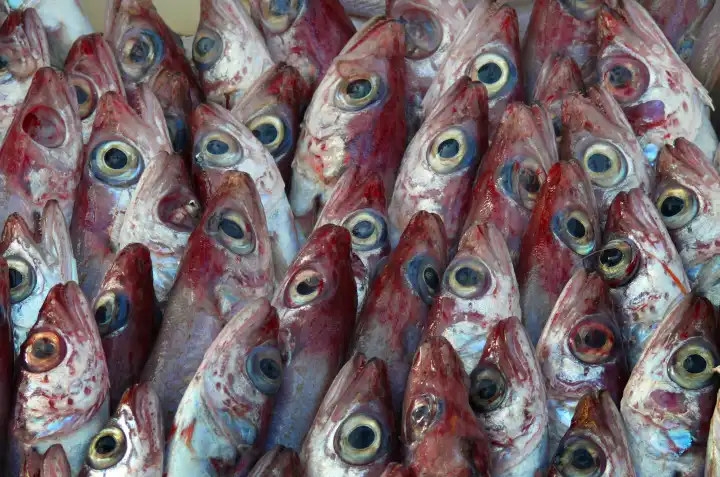 rote Speisefische auf einem Fischmarkt, Spanien, Balearen, Mallorca, Alcudia