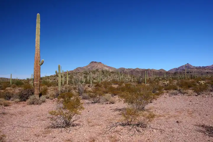 Organ Pipe Cactus NM, Arizona, USA