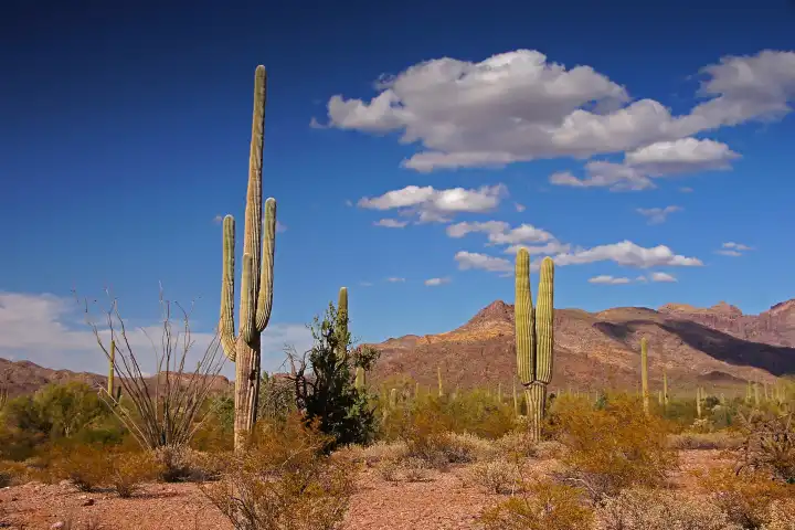 Organ Pipe Cactus NM, Arizona, USA