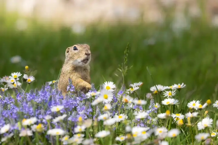 A gopher (Spermophilus citellus) stands in a flower meadow with speedwell and daisies