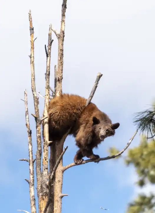 A young American black bear (Ursus americanus) climbing tree at Bearizona, Arizona, USA. (Controlled conditions).