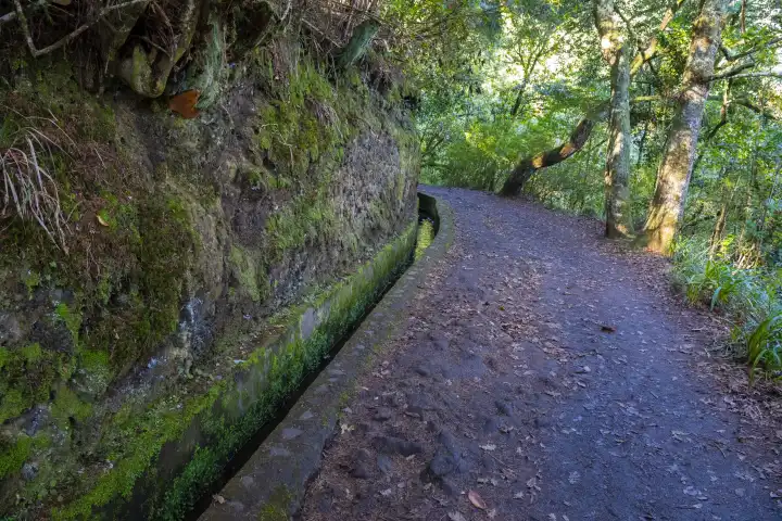 Wanderweg mit Levada , Ribeiro Frio, Insel Madeira, Portugal