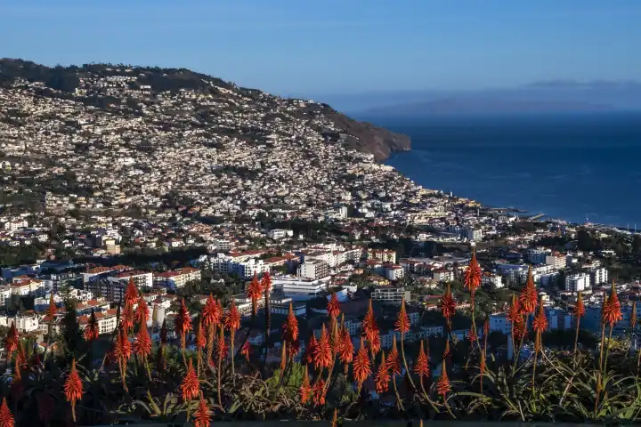Blick über Funchal am Abend vom Miradouro Pico dos Barcelos , Aloe vera, Funchal, Insel Madeira, Portugal