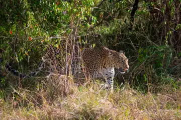 Female leopard roaming its territory, (Panthera pardus), Kenya, Maasai Mara, Masai Mara, Serengeti,