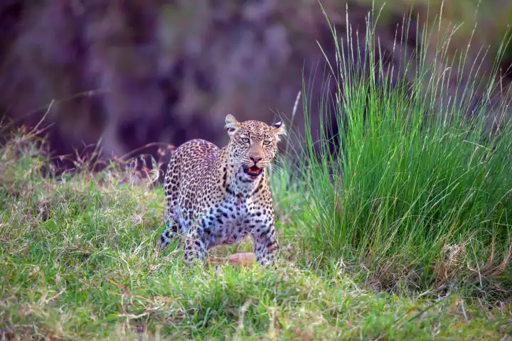 Female leopard roaming its territory, (Panthera pardus), Kenya, Maasai Mara, Masai Mara, Serengeti,