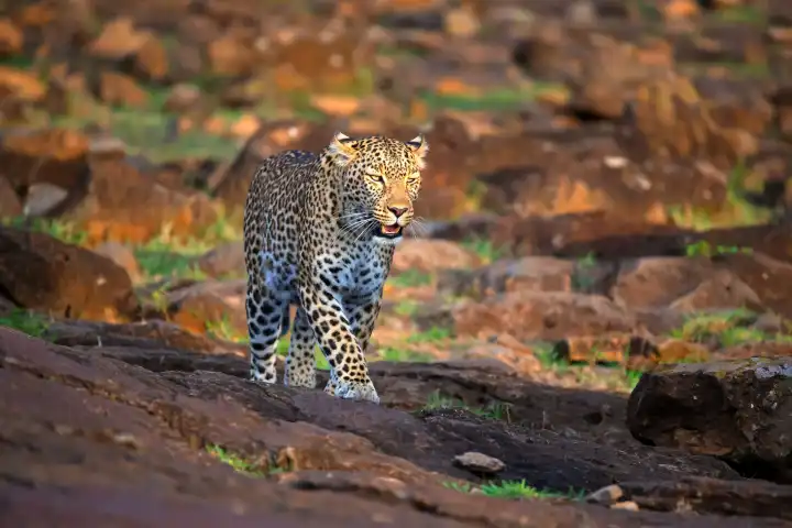 Weiblicher Leopard sucht Beute, (Panthera pardus),  Kenya, Maasai Mara, Masai Mara, Serengeti,