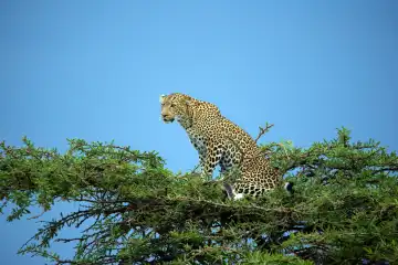 Weiblicher Leopard hält Ausschau auf Baumspitze, (Panthera pardus),  Kenya, Maasai Mara, Masai Mara, Serengeti,