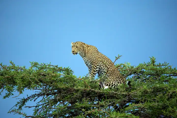 Weiblicher Leopard hält Ausschau auf Baumspitze, (Panthera pardus),  Kenya, Maasai Mara, Masai Mara, Serengeti,