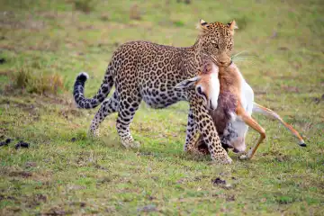 Female leopard with antelope as prey, (Panthera pardus), Kenya, Maasai Mara, Masai Mara, Serengeti,