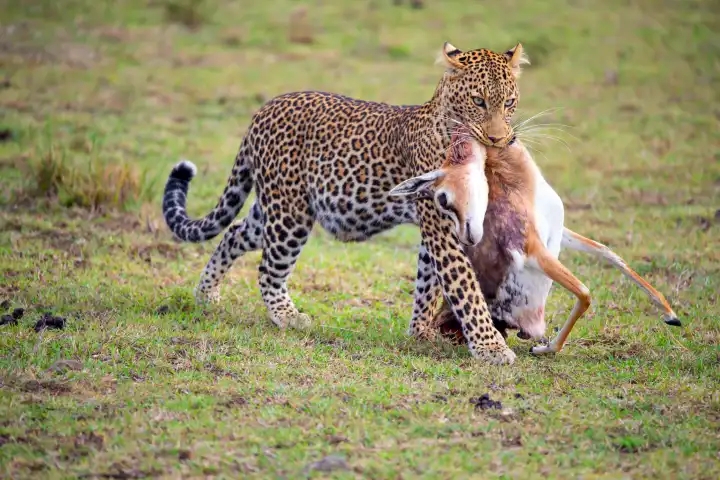 Weiblicher Leopard mit Antilope als Beute, (Panthera pardus),  Kenya, Maasai Mara, Masai Mara, Serengeti,