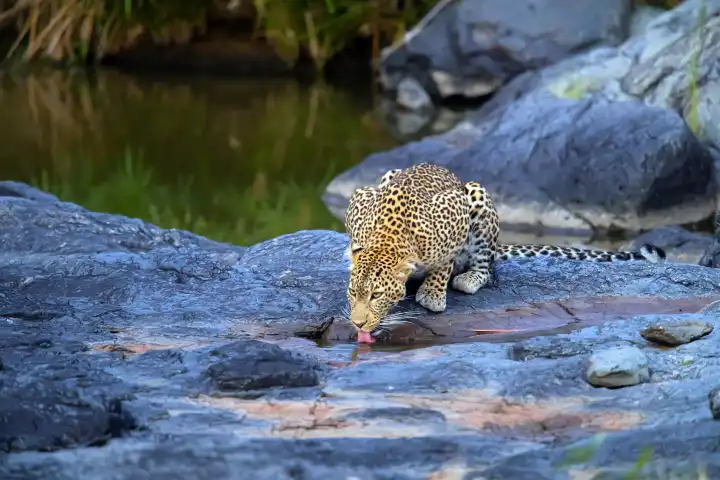 Female leopard drinking water, (Panthera pardus), Kenya, Maasai Mara, Masai Mara, Serengeti, rocks,