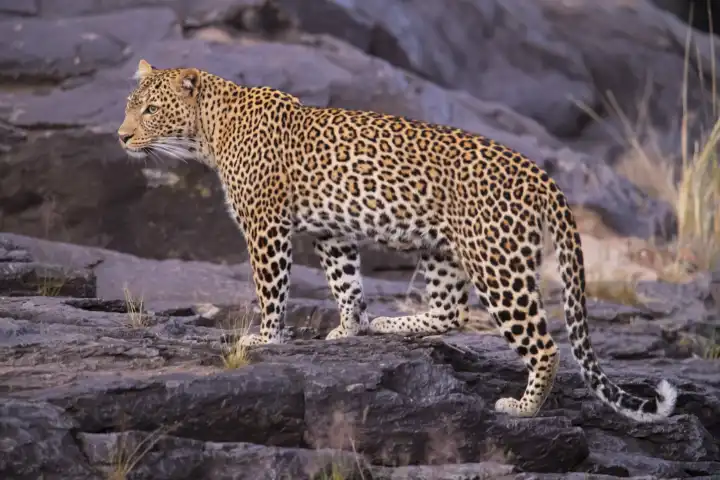 Female leopard looking for prey, (Panthera pardus), Kenya, Maasai Mara, Masai Mara, Serengeti,