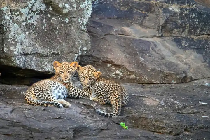 Zwei junge Leoparden liegen auf Felsen, (Panthera pardus),  Kenya, Maasai Mara, Masai Mara, Serengeti, Tierkinder, Tierbabys,