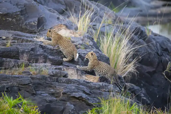 Two young leopard climbing on rock, two, animal baboons, cubs, animal children, , (Panthera pardus), Kenya, Maasai Mara, Masai Mara, Serengeti,