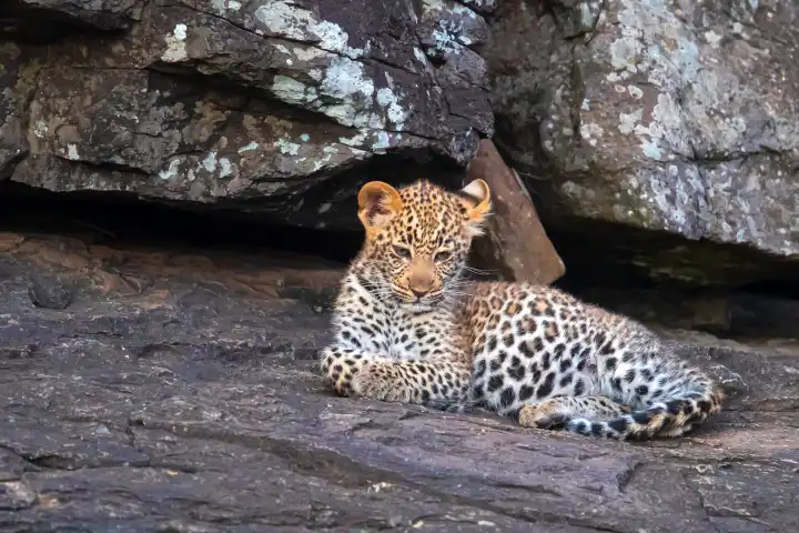 Female leopard lying on rocks, cub, baby animals, , (Panthera pardus), Kenya, Maasai Mara, Masai Mara, Serengeti,