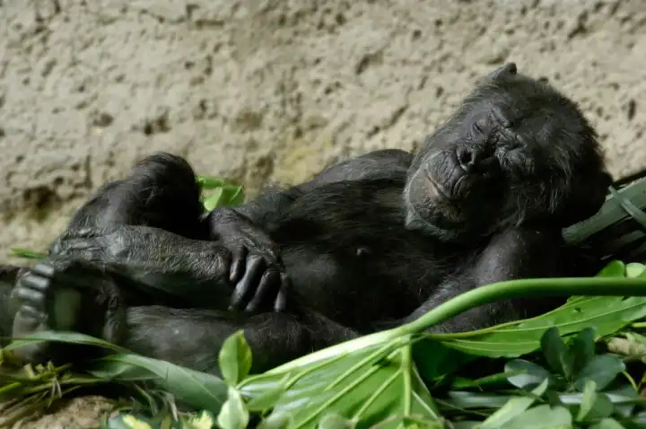 Schlafender Schimpanse in einem Nest aus Bananenblättern