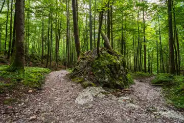 Wald mit Felsen im Berchtesgadener Land.