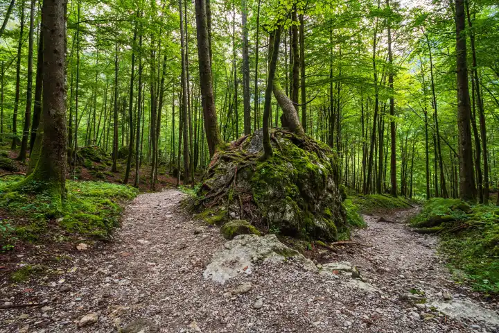Wald mit Felsen im Berchtesgadener Land.