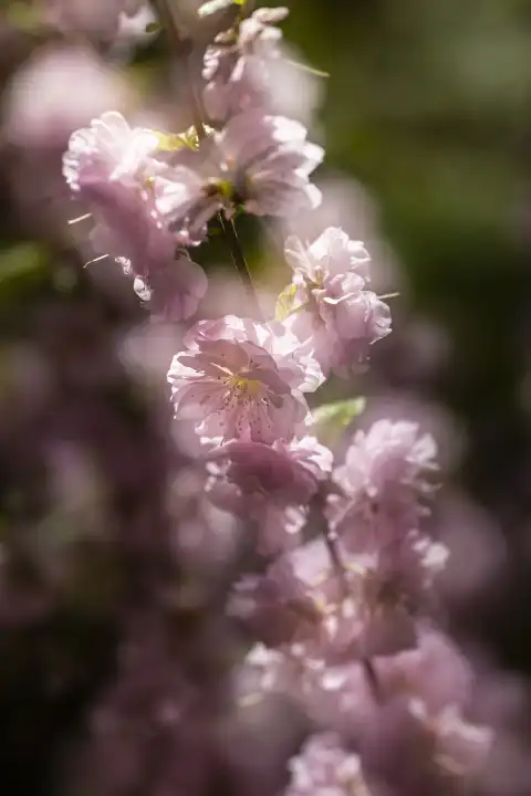 blossom of flowering almond, Prunus triloba