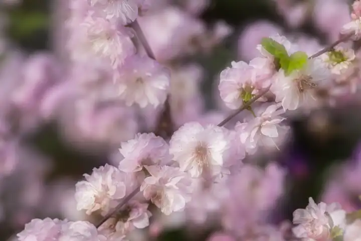 blossom of flowering almond, Prunus triloba