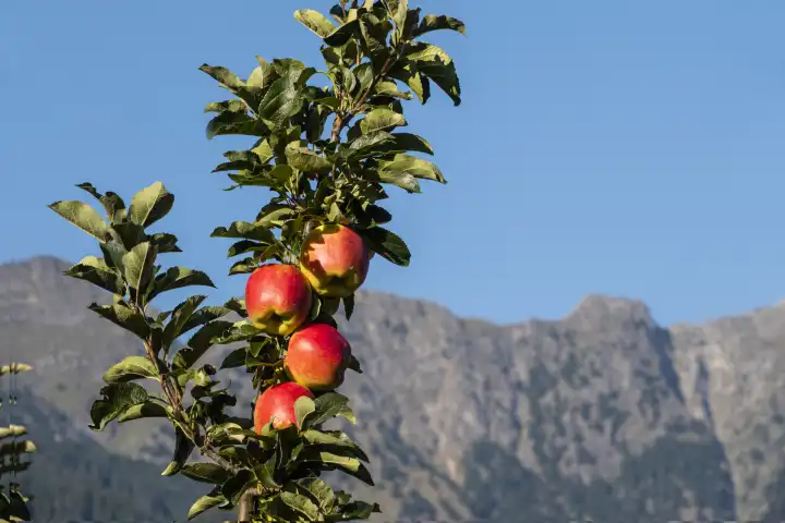 apple tree, espalier fruit in the alps