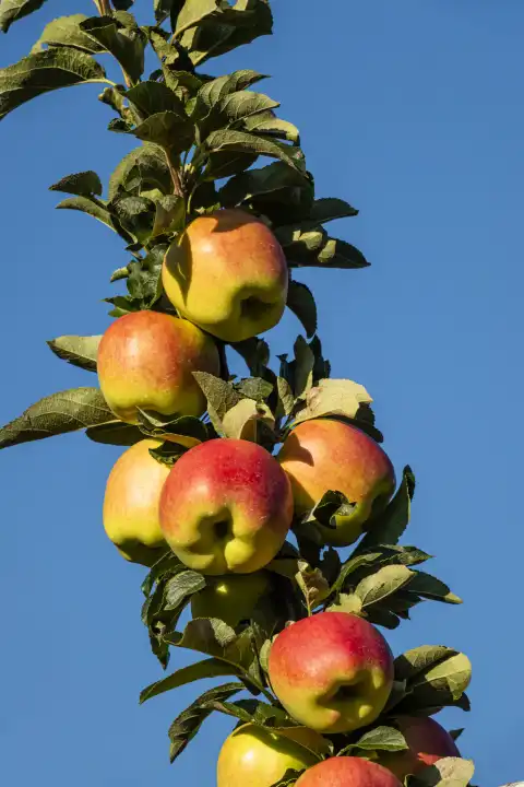 apple tree, espalier fruit before blue sky