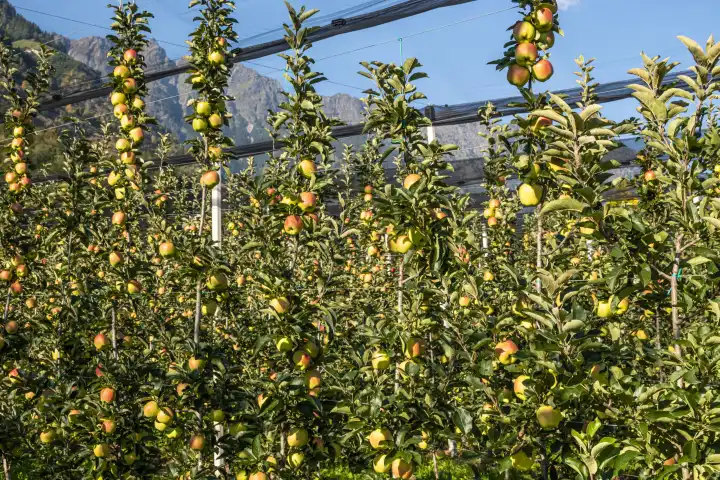 apple plantation espalier fruit in south tyrol, italy