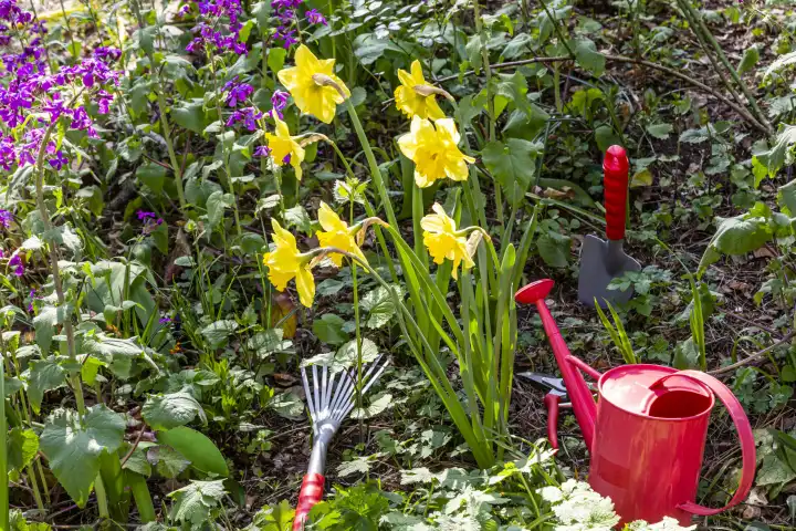 Gardening with rake and watering can in a garden in spring