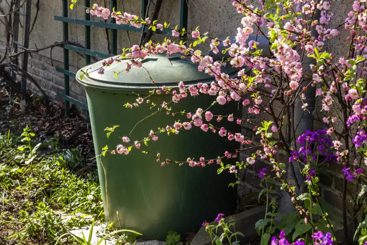rain barrel with flowering almond in a garden
