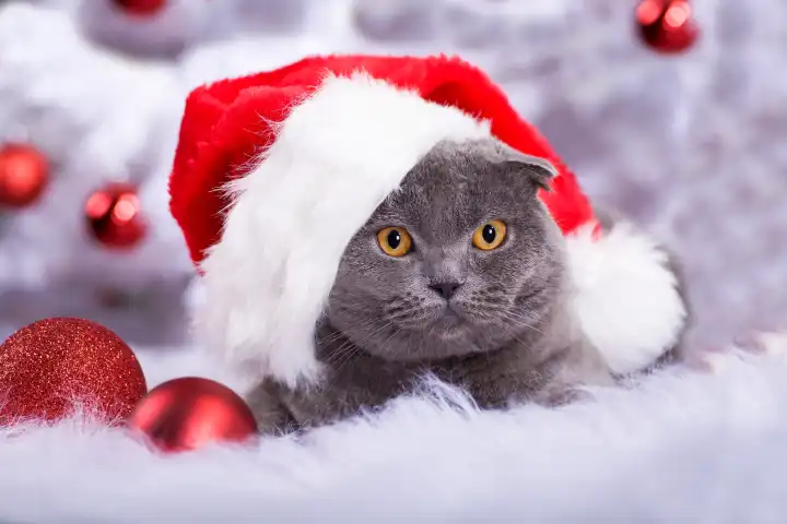 portrait of a Scottish shorthair cat at the Christmas tree