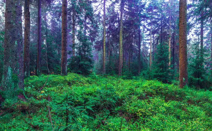 nebliger immergrüner Wald am Morgen