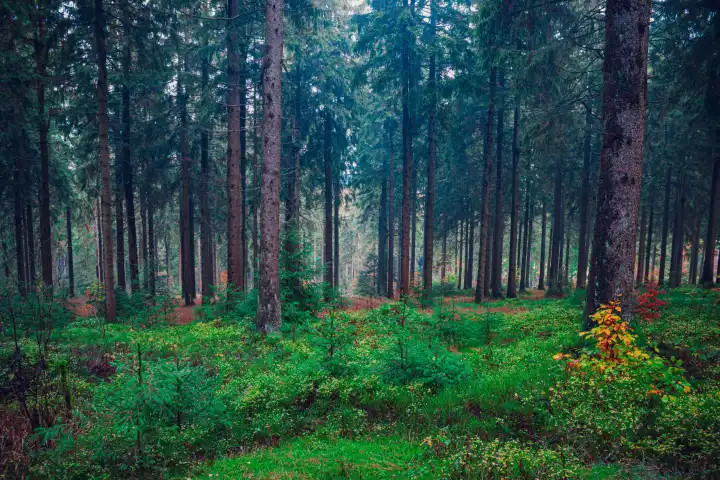 foggy evergreen forest at the morning