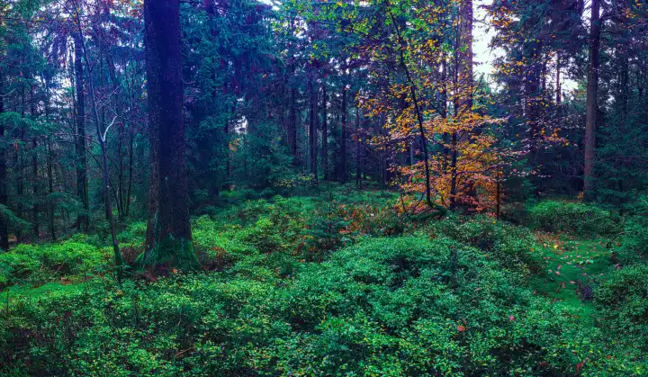 nebliger immergrüner Wald am Morgen