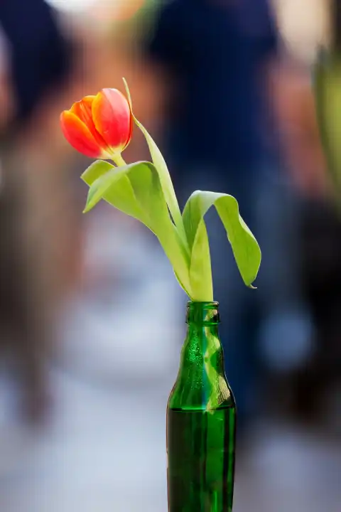 red tulip in green bottle