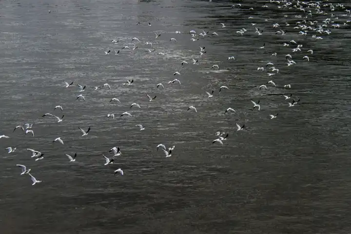 seagulls are flying over water
