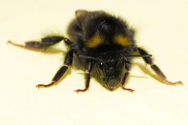 close-up of a bumblebee